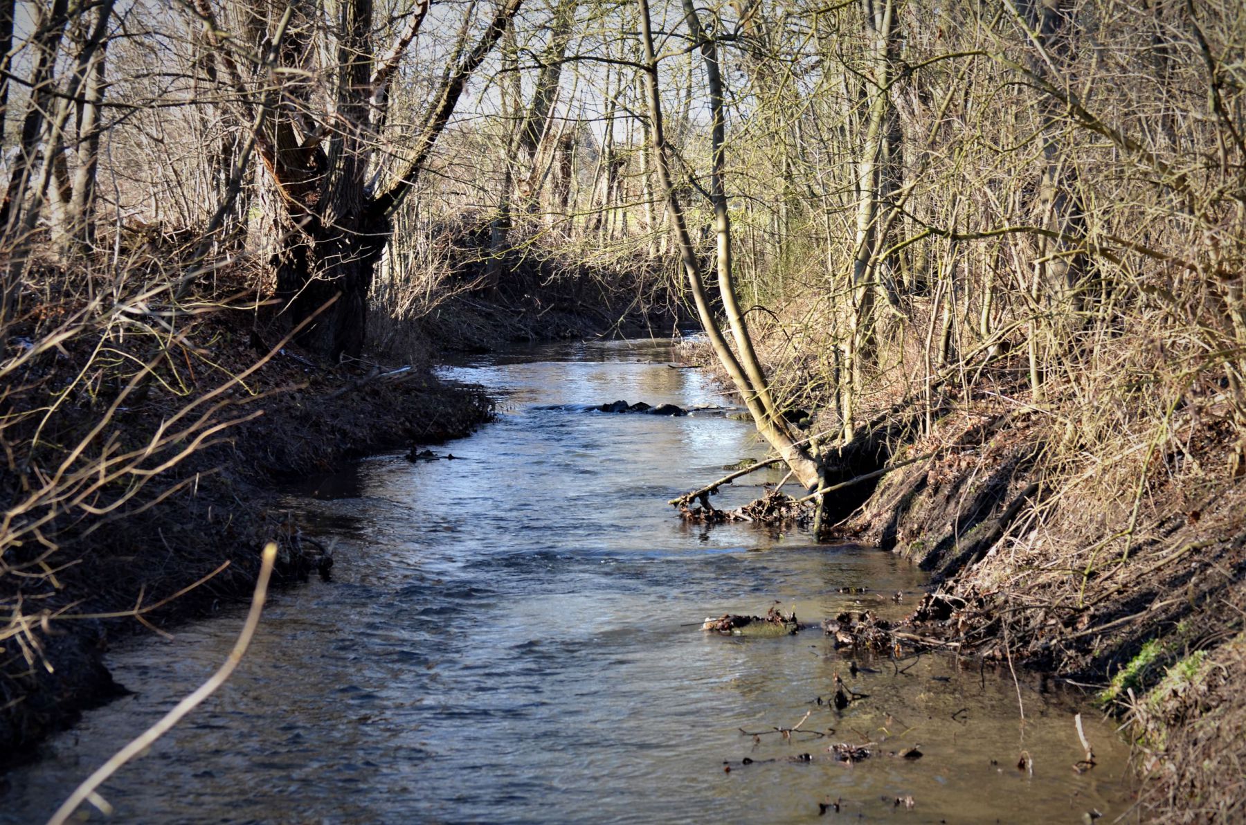 Buhnen im Mühlenkanal (7)