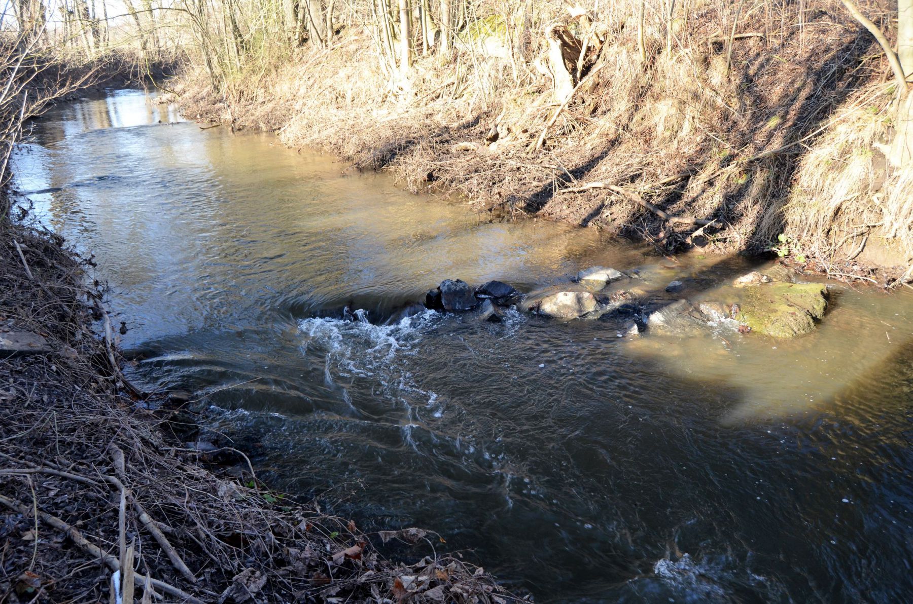 Buhnen im Mühlenkanal (5)