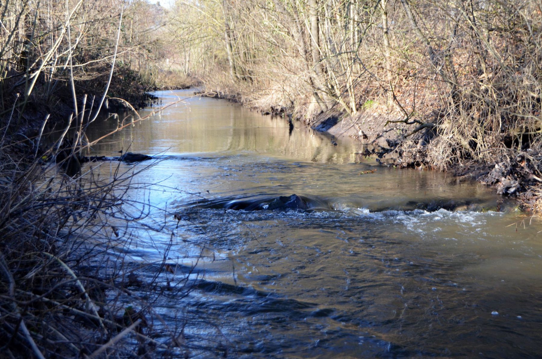 Buhnen im Mühlenkanal (2)