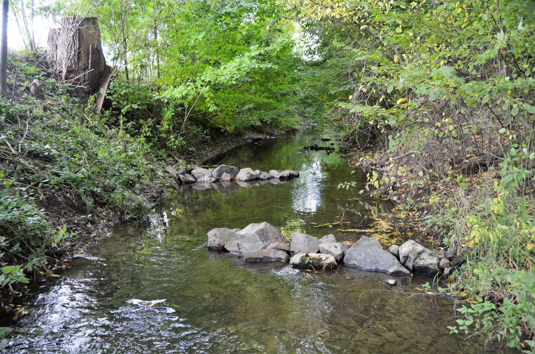 Buhnen im Mühlenkanal (1)