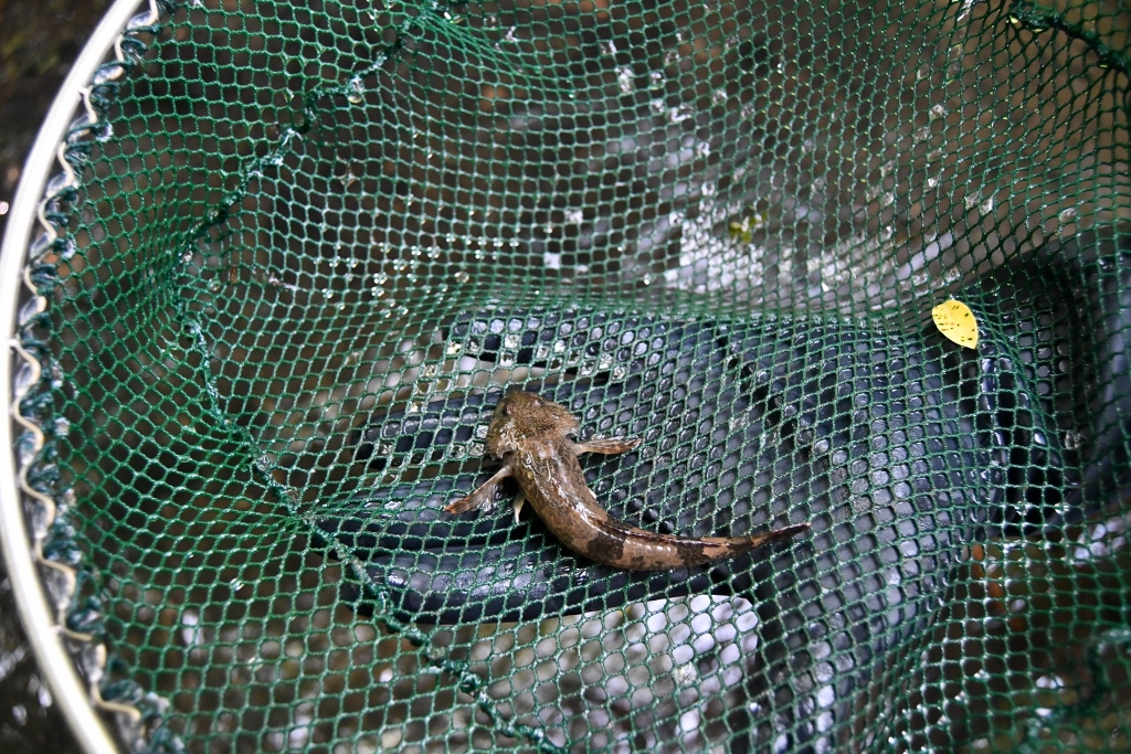 Ausgewachsene Groppe  (Foto: R. Eikenberg)
