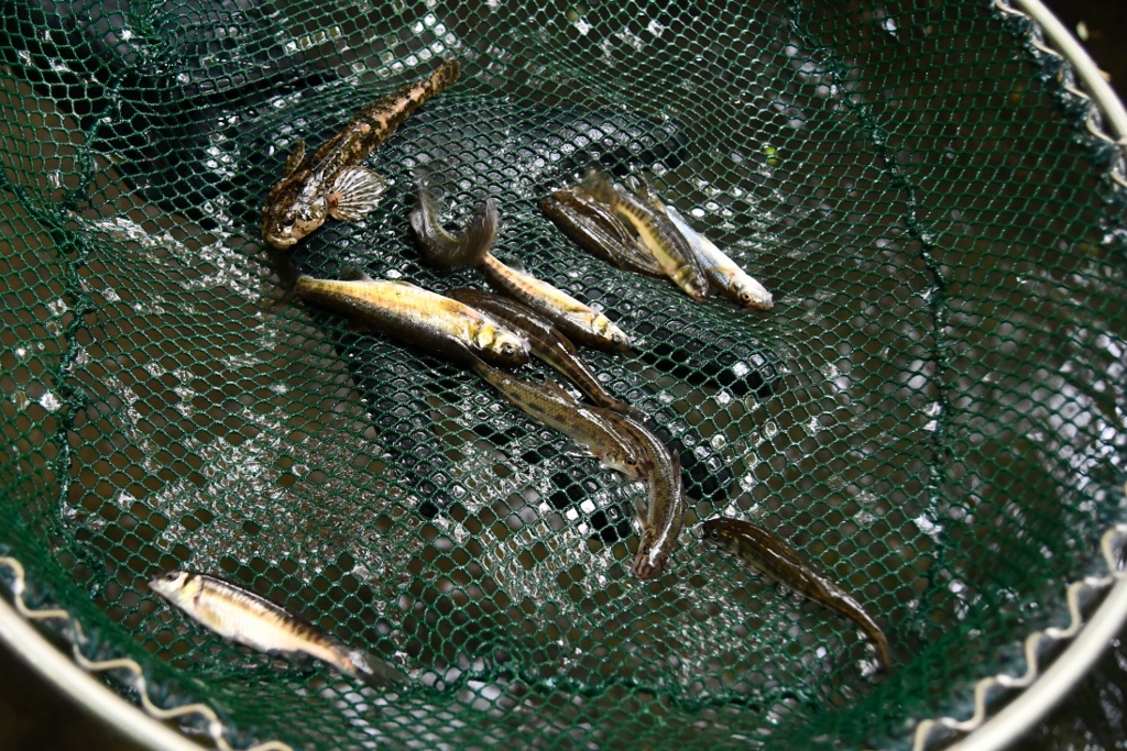 Bunte Mischung Kleinfische. Groppe, Elritzen, Gründling  (Foto: R. Eikenberg)