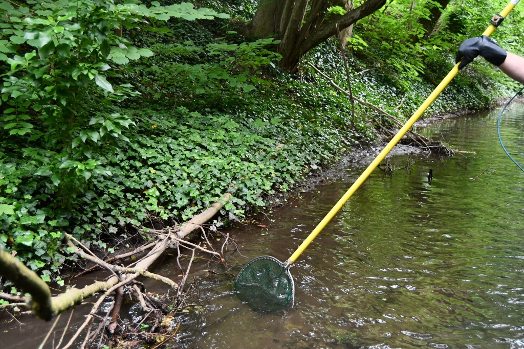 Im nackten Bachbett sind Strukturen wie ins Wasser gestürzte Äste bei den Wasserbewohnern sehr begehrt (Foto: R. Eikenberg)