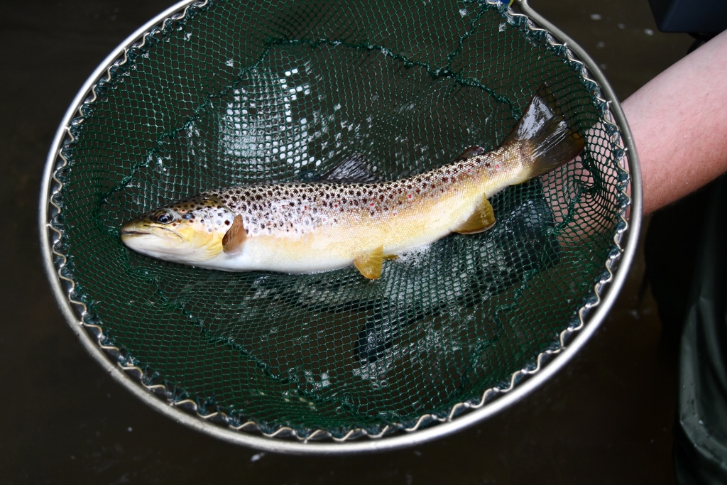 Ausgewachsene Bachforelle  (Foto: R. Eikenberg)