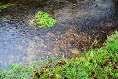 Bachforellen-Laichgrube in der Ortslage Kuventhal