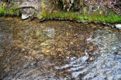 Bachforellen-Laichgrube in der Ortslage Kuventhal