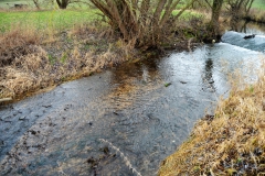 Bachforellen-Laichgrube unterstrom des Stauwehres der Krumme-Wasser-Mühle