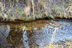 Sehr große Bachforellen-Laichgrube auf Höhe des Kohnser Weges