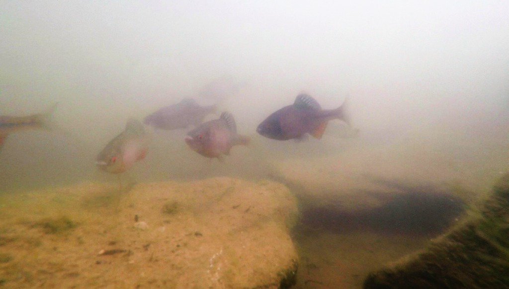 Kleinfische in unseren Gewässern Fischereiverein Einbeck e. V.